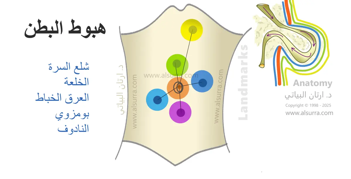 اسباب حالة هبوط البطن